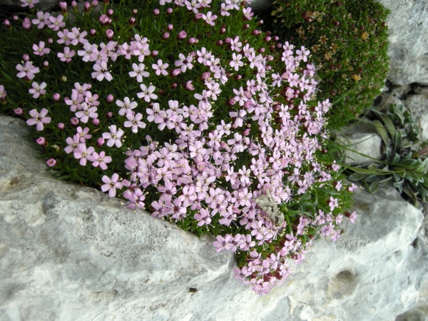 Silene acaulis